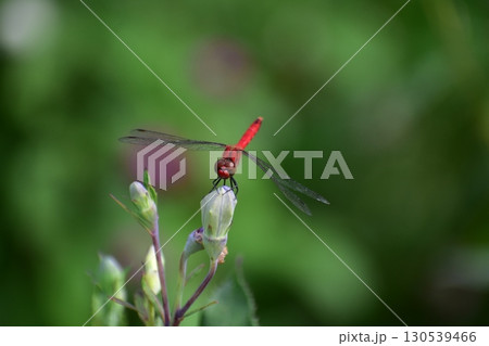 蜻蛉 130539466
