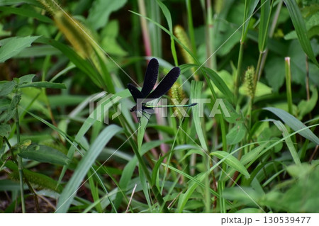 蜻蛉 蜻蛉 130539477