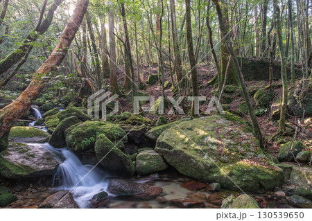 苔むす森と谷　屋久島国立公園(冬 130539650
