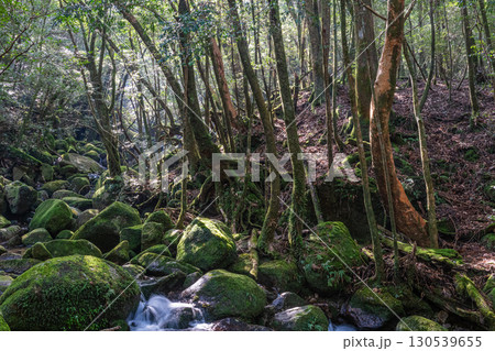 木漏れ日　屋久島国立公園(冬 130539655