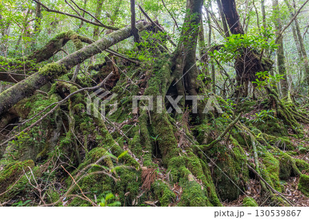屋久島国立公園(冬)日本一苔がきれいな森 130539867