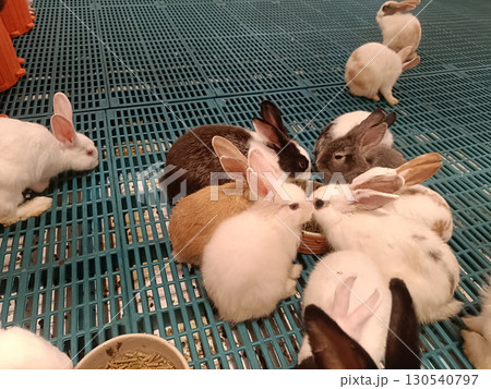 White rabbit group feeding on pellet food in indoor pen with blue plastic flooring, gentle scene of pet care and calm interaction 130540797