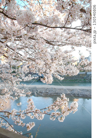 金沢市・犀川沿いに咲く満開の桜、川面に映える春の彩りと穏やかな風景 130540806