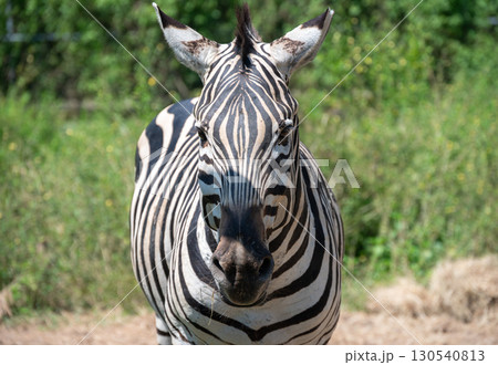 Portrait of Zebras living in wildlife conservation area. Zebra is species of African horse family unique with having black an white strippit coats. 130540813