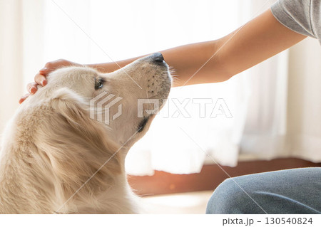 飼い主に撫でられるゴールデンレトリーバー（愛情と信頼の瞬間） 130540824