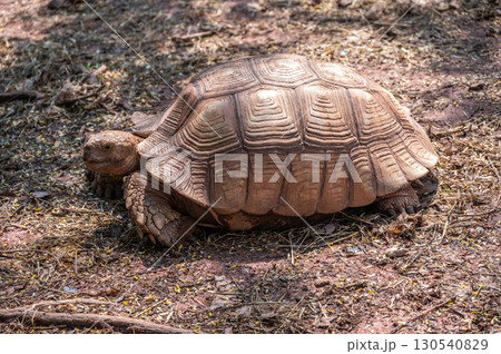 A Sulcata tortoise living outdoor in wildlife conservation area. It is the third-largest species of tortoise in the world. A Sulcata tortoise living outdoor in wildlife conservation area. It is the third-largest species of tortoise in the world. 130540829