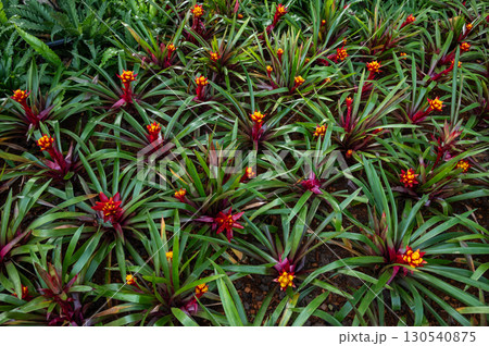 Full frame shot of Bromeliad Guzmania plants with flowers blooming. Guzmania grows in a rosette form with pointed leaves and a cup-like center where the plants collect water. Full frame shot of Bromeliad Guzmania plants with flowers blooming. Guzmania grows in a rosette form with pointed leaves and a cup-like center where the plants collect water. 130540875