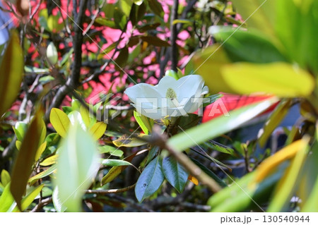 爽やか　タイサンボクの花 130540944