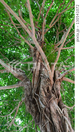 beautiful banyan tree with branch and green leaf 130541072