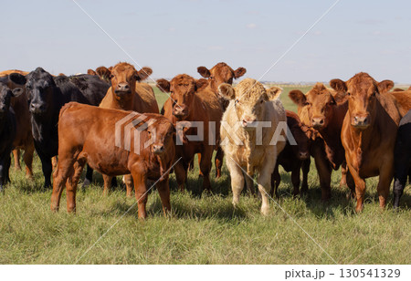 A herd of curious cows starring directly at the camera. A herd of curious cows starring directly at the camera. 130541329