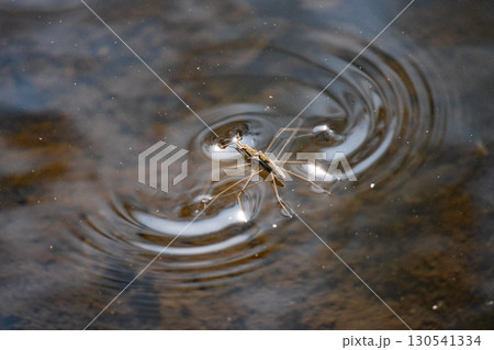 水面で交尾しているアメンボ 130541334