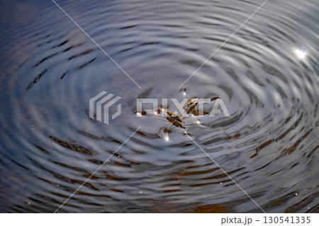 交尾するアメンボに近づく1匹のアメンボ 130541335