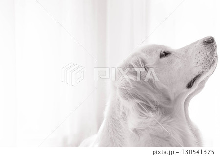 ゴールデンレトリーバーの横顔（モノクロVer） 130541375