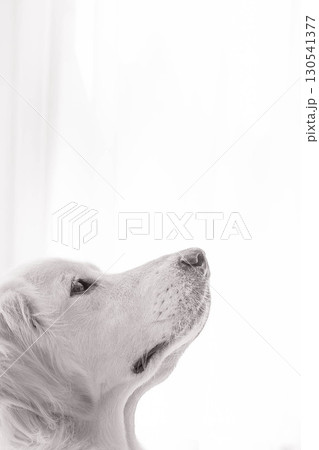 ゴールデンレトリーバーの横顔（モノクロVer） 130541377