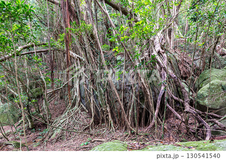 ガジュマル　世界自然遺産屋久島(春)締め殺しの巨樹 130541540