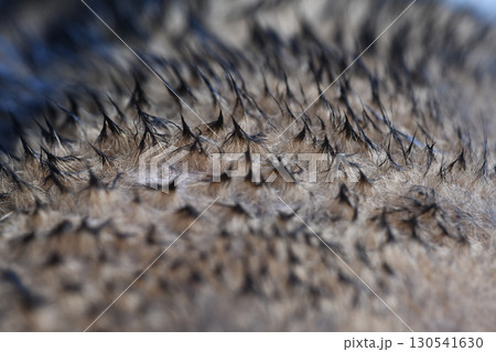 Close up of dog fur showing detailed texture and pattern, highlighting fine barbs and coloration, creating intricate natural design that Close up of dog fur showing detailed texture and pattern, highlighting fine barbs and coloration, creating intricate natural design that 130541630