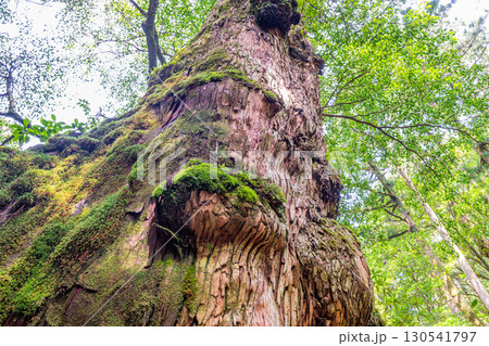 釈迦杉屋久杉　屋久島ヤクスギランド(春) 130541797