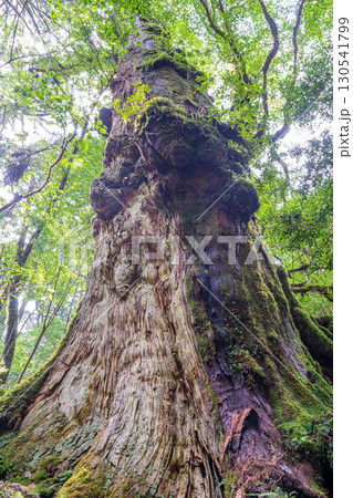 釈迦杉屋久杉　屋久島ヤクスギランド(春)威風堂々とした巨樹 130541799