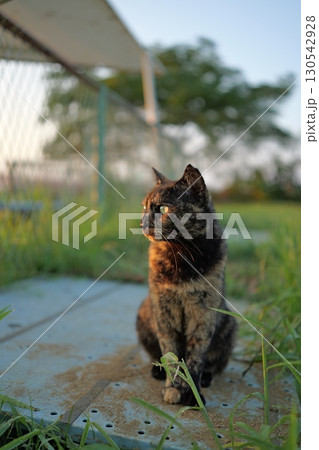 広場で遊ぶさび猫 130542928