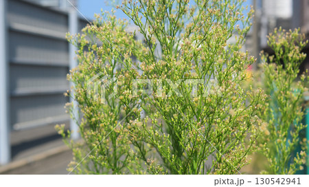 雑草 雑草 130542941