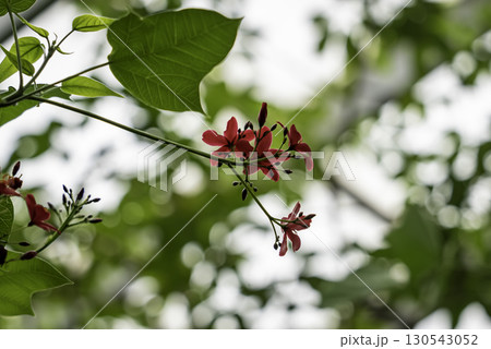 テイキンザクラ（ナンヨウザクラ） 130543052