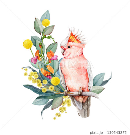Pink cockatoo bird with floral decor hand drawn watercolor vintage style illustration. Australian parrot endemic wildlife bird with Australia wildflowers native flora decoration on white background Pink cockatoo bird with floral decor hand drawn watercolor vintage style illustration. Australian parrot endemic wildlife bird with Australia wildflowers native flora decoration on white background 130543275