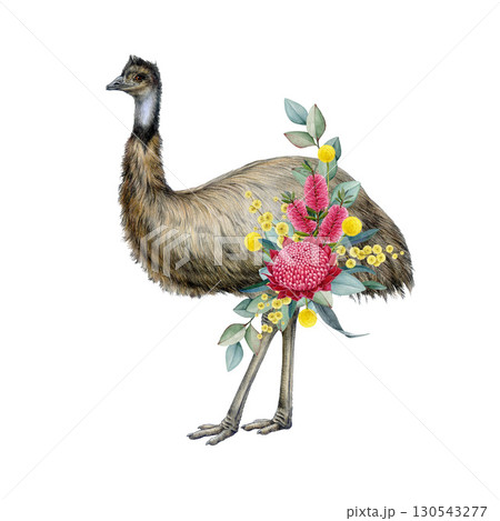Emu with floral decor hand drawn watercolor vintage style illustration. Australian endemic wildlife emu flightless bird with Australia wildflowers native flora decoration on white background Emu with floral decor hand drawn watercolor vintage style illustration. Australian endemic wildlife emu flightless bird with Australia wildflowers native flora decoration on white background 130543277