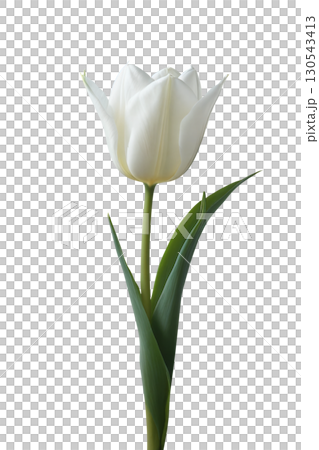 一朵白色鬱金香花朵去背PNG,鬱金香節、母親節素材圖片 一朵白色鬱金香花朵去背PNG,鬱金香節、母親節素材圖片 130543413