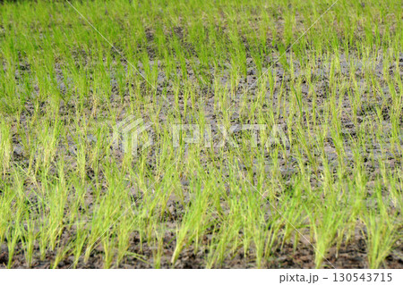 green rice field as nature background 130543715
