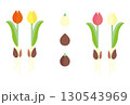 球根のついたチューリップと球根のイラスト 130543969