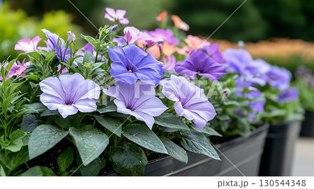 Vibrant Purple Petunias in Bloom with Soft Pink Flowers in a Charming Garden Setting 130544348
