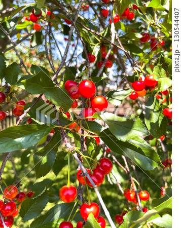 Glossy red cherries hang from a tree branch with surrounding green leaves. The lighting is clear and bright, showcasing the shiny texture and ripeness of the fruit in a garden setting. 130544407