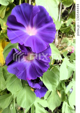 夏の庭の花「朝顔」あさがお:花壇の花:あさがお屋敷 夏の庭の花「朝顔」あさがお:花壇の花:あさがお屋敷 130544444