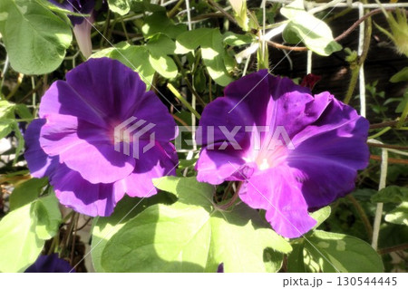夏の庭の花「朝顔」あさがお：花壇の花：あさがお屋敷 130544445