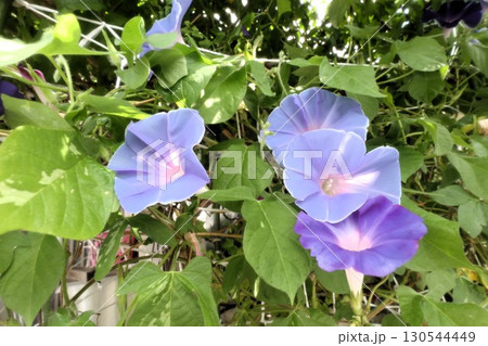 夏の庭の花「朝顔」あさがお：花壇の花：あさがお屋敷 130544449