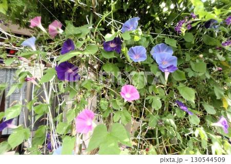 夏の庭の花「朝顔」あさがお:花壇の花:あさがお屋敷 夏の庭の花「朝顔」あさがお:花壇の花:あさがお屋敷 130544509