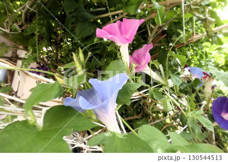 夏の庭の花「朝顔」あさがお：花壇の花：あさがお屋敷 130544513