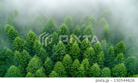 Lush Green Forest with Misty Fog Covers Tall Trees in Serene Nature Landscape View Lush Green Forest with Misty Fog Covers Tall Trees in Serene Nature Landscape View 130544626
