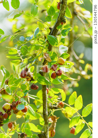 ナツメの実 130544796
