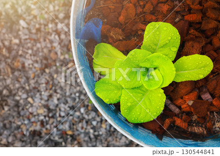 Fresh green lettuce seedling growing in pot with water drops on leaves, organic vegetable, healthy food, agriculture, gardening, eco farming and sustainable lifestyle concept. Fresh green lettuce seedling growing in pot with water drops on leaves, organic vegetable, healthy food, agriculture, gardening, eco farming and sustainable lifestyle concept. 130544841