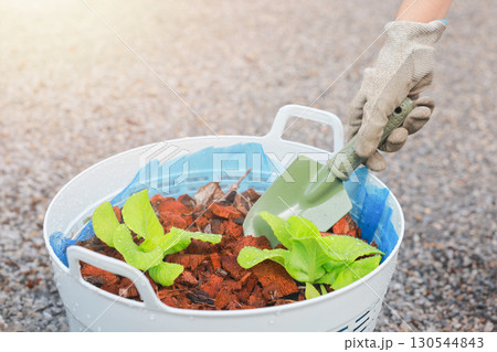 Hand with glove using small shovel planting green lettuce seedlings in pot, organic farming, gardening, healthy food, agriculture and eco sustainable lifestyle concept. 130544843