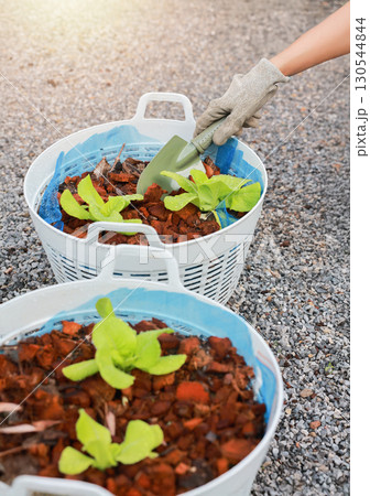Hand with glove using small shovel planting green lettuce seedlings in pot, organic farming, gardening, healthy food, agriculture and eco sustainable lifestyle concept. 130544844