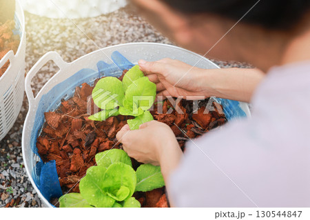 Farmer hand holding fresh green lettuce in pot, organic vegetable gardening, healthy food, agriculture, eco farming, sustainable lifestyle and natural nutrition concept. 130544847