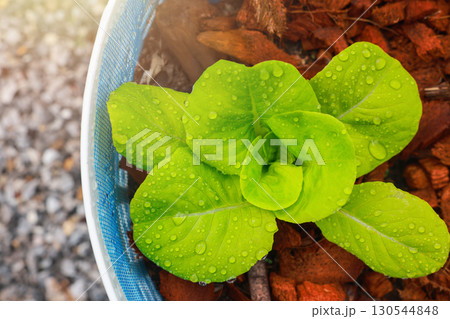 Fresh green lettuce seedling growing in pot with water drops on leaves, organic vegetable, healthy food, agriculture, gardening, eco farming and sustainable lifestyle concept. Fresh green lettuce seedling growing in pot with water drops on leaves, organic vegetable, healthy food, agriculture, gardening, eco farming and sustainable lifestyle concept. 130544848