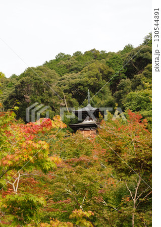 楓が色づき始めた京都の寺院の庭 130544891