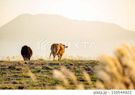阿蘇山を背景に夕陽を浴びる瀬の本高原のススキと阿蘇牛 130544923