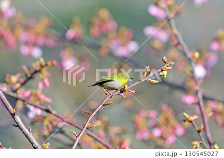 東海道本線　早川－根府川　JR東日本　メジロ 130545027