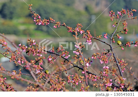 東海道本線　早川－根府川　JR東日本　メジロ 130545031
