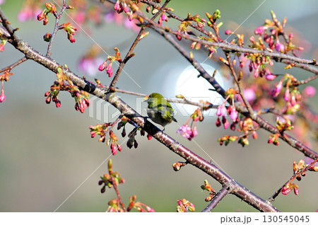 東海道本線 早川-根府川 JR東日本 メジロ 東海道本線 早川-根府川 JR東日本 メジロ 130545045