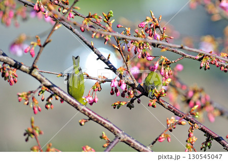 東海道本線　早川－根府川　JR東日本　メジロ 130545047